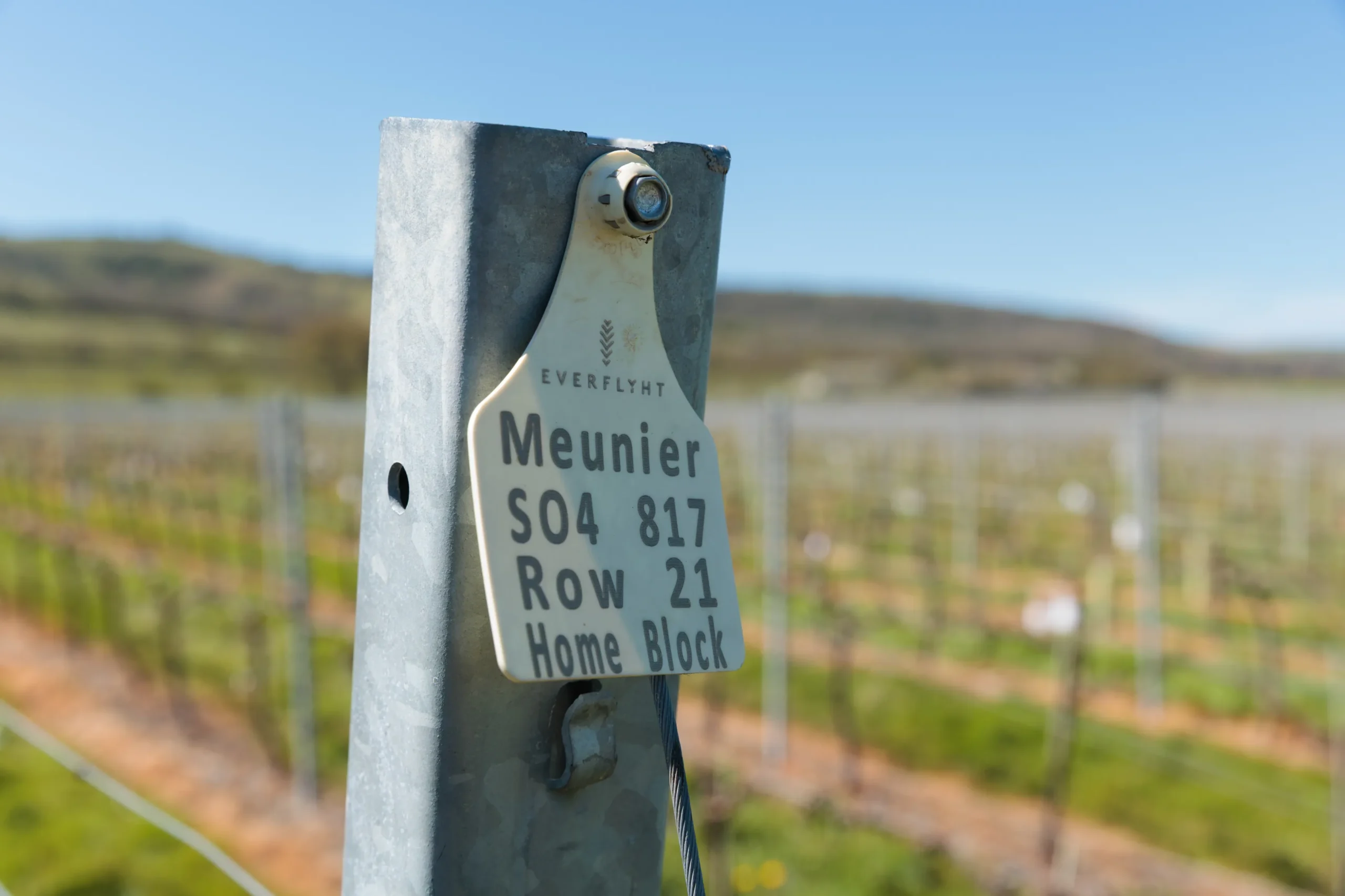 Pinot meunier vines at Everflyht Estate, South Downs English wine vineyard